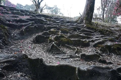 Tree root steps among natural landscape of green forest park Foto stock