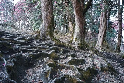 Tree root steps among natural landscape of green forest park Foto stock