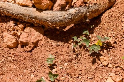 A tree root is sticking out of the ground in a dry, rocky area 스톡 사진