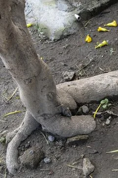 Tree root is sticking out of the ground and has yellow leaves on it Stock Photos