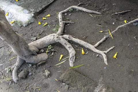 Tree root is sticking out of the ground and has yellow leaves on it Stock-Fotos