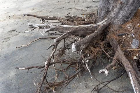 Tree root is sticking out of the ground on a beach Stock Photos