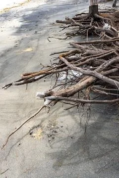 Tree root is sticking out of the ground on a beach 스톡 사진