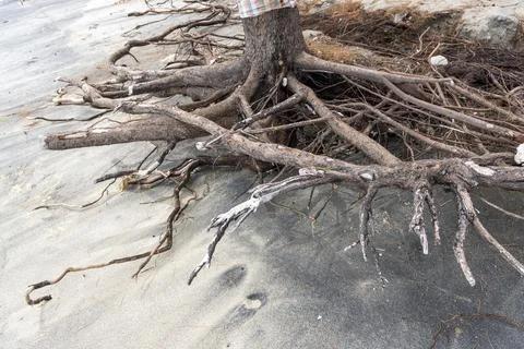 Tree root is sticking out of the ground on a beach 스톡 사진