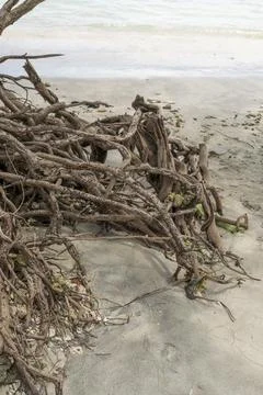 Tree root is sticking out of the ground on a beach Stock-Fotos