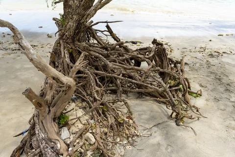 Tree root is sticking out of the ground on a beach Stock Photos