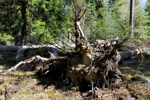 Tree root with stones Stock Photos