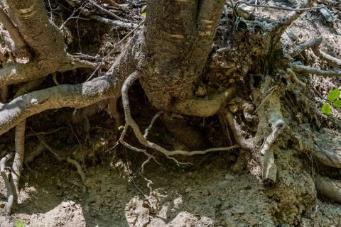 Tree root system exposed Stock Photos