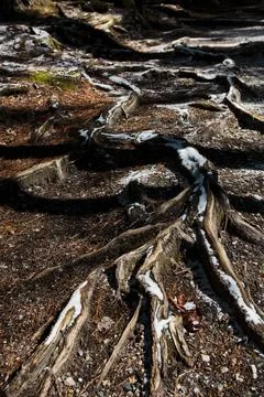 Tree root system pattern along the snow dusted trail in Asheville, NC Stock Photos
