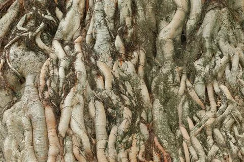 Tree root texture for pattern Stock Photos