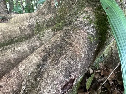 Tree Root Texture Stock Photos