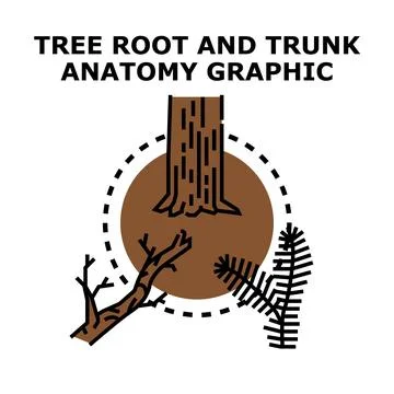 Tree root trunk and branches anatomy graphic Stock Illustration