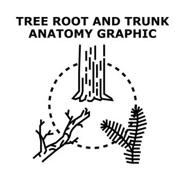 Tree root trunk and branches anatomy graphic Illustrazione stock