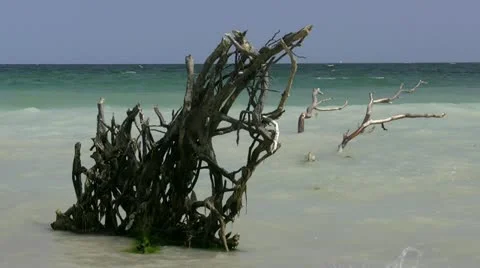 Tree Root in Turquoise Water on Rügen Island - Baltic Sea, Northern Germany Stock Footage 12559770