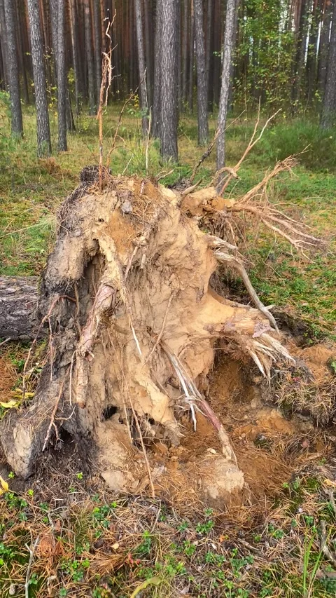 Tree Root. Vertical video Stock Footage 289663130