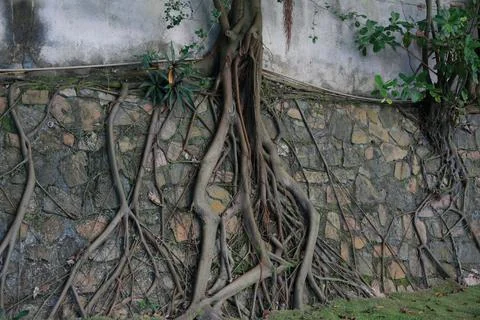 Tree root in wall Stock Photos