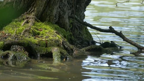 Tree Root Washed by Waves Stock Footage 75041269