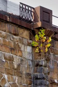 Tree rooted on side of viaduct Foto stock