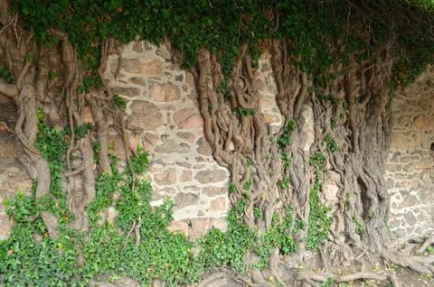 Tree rooted in the wall Stock Photos