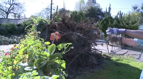 Tree Roots 1 Video stock 10791699