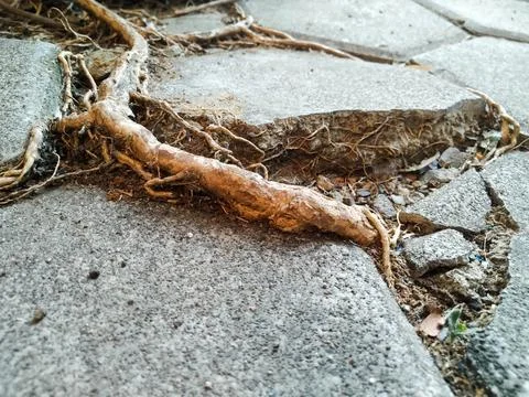 Tree Roots 1 Stock Photos