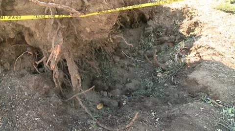 Tree Roots 2 Video stock 10791675