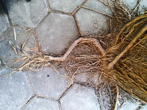 Tree Roots 3 Stock Photos