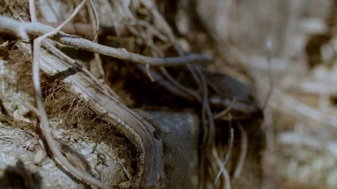 Tree Roots Above Ground Stock Footage 127276763