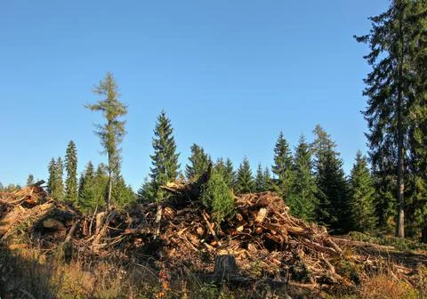 Tree roots after forest cleaning placed on heap, trees with clear sky above b Stock Photos