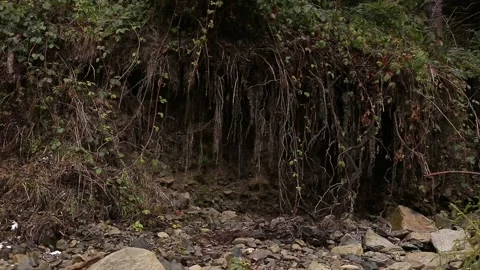 Tree roots after mountain rivers. Stock Footage 146279932