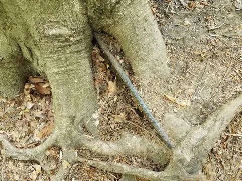 Tree roots and bark and metal bar and dirt Stock Photos