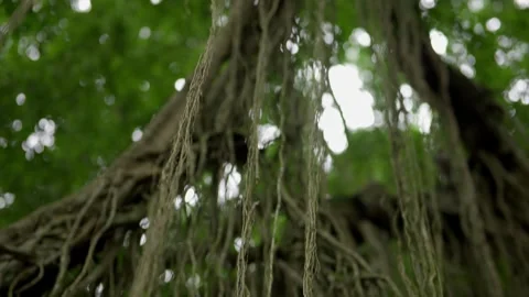 Tree roots and branches in a dense forest canopy Stock Footage 336493110