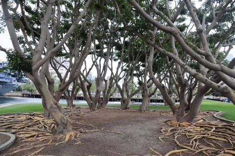 Tree roots and branches form an archway in a serene park setting Stock Photos