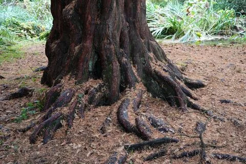 Tree Roots And Fallen Needles On Forest Floor, Newstead Abbey, Nottinghamshire, Stock Photos