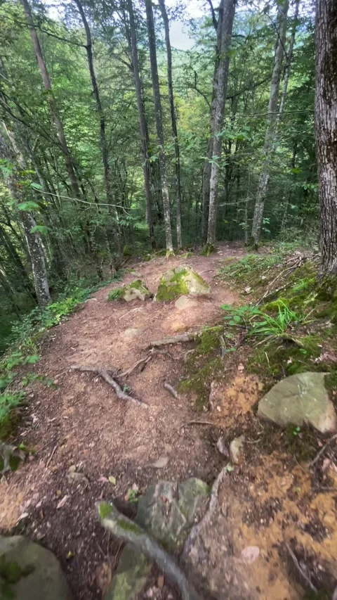 Tree roots and forest Stock Footage 160342760