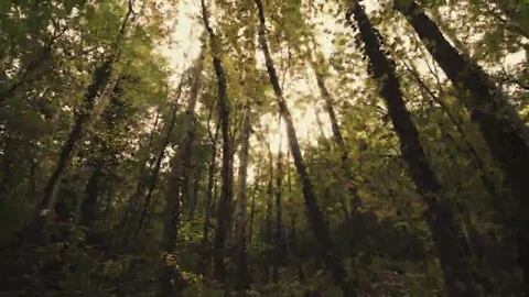 Tree roots and green forest Stock Footage 69195558