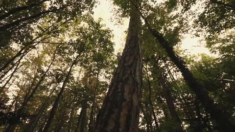 Tree roots and green forest Stock Footage 69196052
