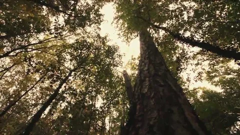 Tree roots and green forest Stock Footage 69196320