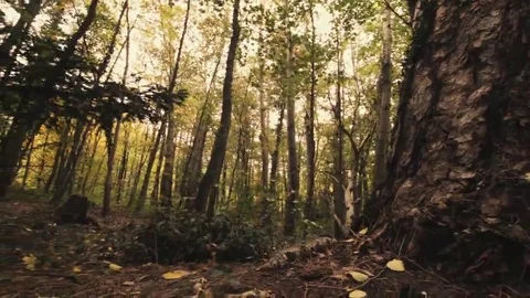 Tree roots and green forest Stock Footage 69196329