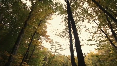 Tree roots and green forest Stock Footage 69196596