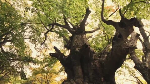 Tree roots and green forest Stock Footage 69196853