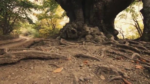 Tree roots and green forest Stock Footage 69197079