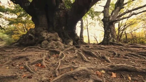 Tree roots and green forest Stock Footage 69197159