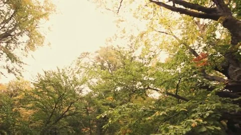 Tree roots and green forest Stock Footage 69197254