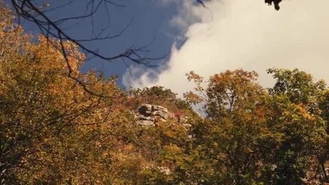 Tree roots and green forest Stock Footage 69197860