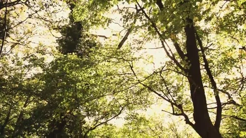 Tree roots and green forest Stock Footage 69198646