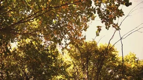 Tree roots and green forest Stock Footage 69199014