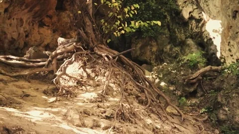 Tree roots and green forest Stock Footage 69199350