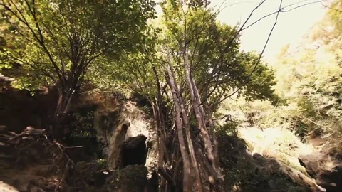 Tree roots and green forest Stock Footage 69199981