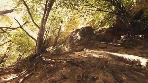 Tree roots and green forest Stock Footage 69200778